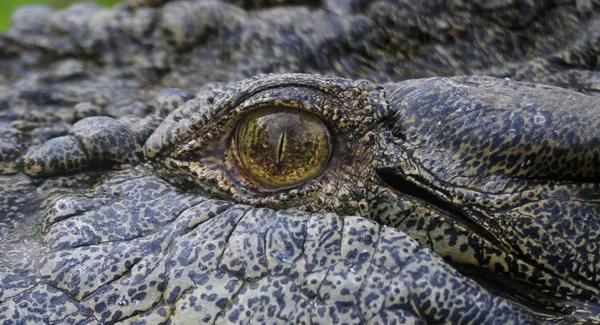 Ojo de cerca de un cocodrilo de agua salada — Foto de Stock