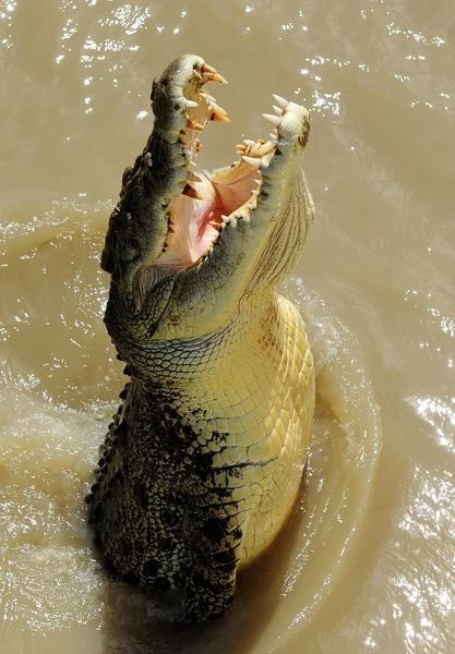 Jumping Saltwater Crocodile Australia — Stock Photo, Image