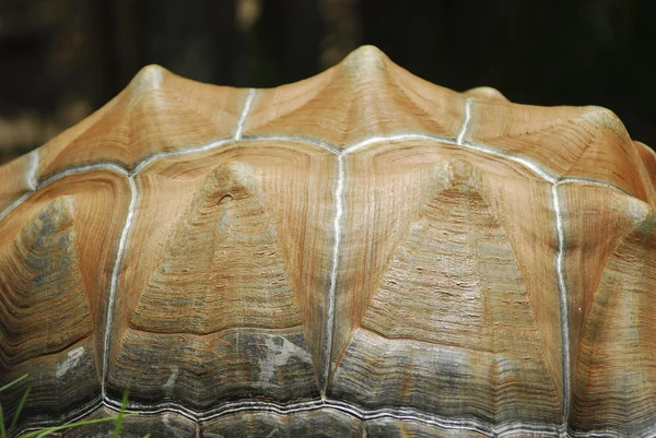 Obří želva skořápky closeup — Stock fotografie
