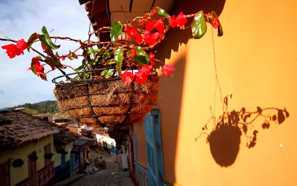 Bloem in bloempot, dorp guatape, colombia. — Stockfoto