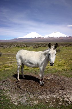 eşek görünümü, milli park sajama, Bolivya.