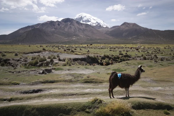 Vista con LLama e le montagne in Sajama, Bolivia . — Foto Stock