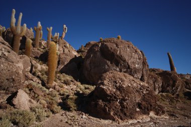 kaktüs tuz çölünde, Bolivya kaya oluşumu üzerine.