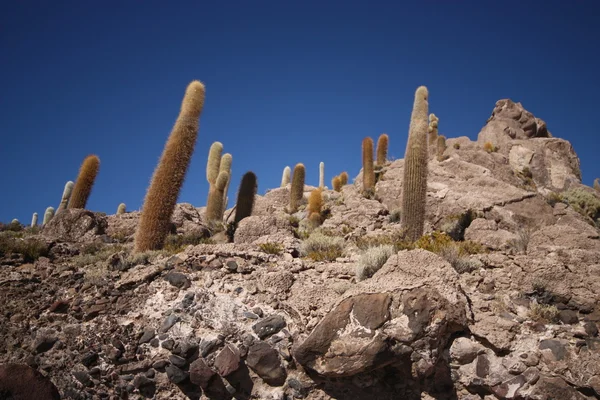 kaktüs tuz çölünde, Bolivya kaya oluşumu üzerine.