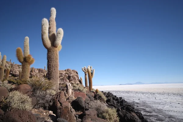 Gaint cacto na ilha de peixes no deserto de sal na Bolívia . Fotos De Bancos De Imagens Sem Royalties