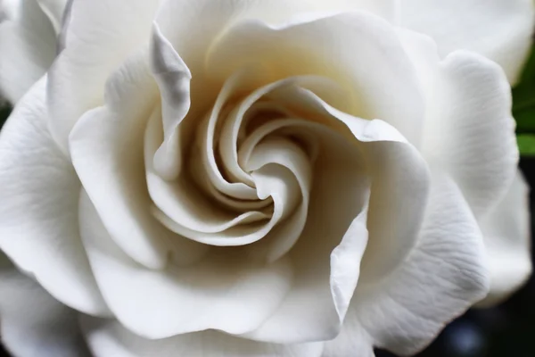 Flor blanca Imagen de archivo
