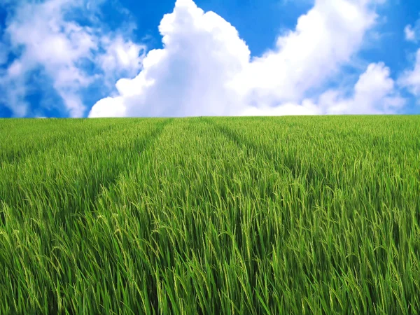 Campo di riso e cielo blu — Foto Stock