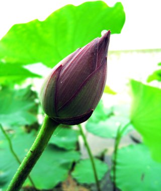 Lotus çiçeği.