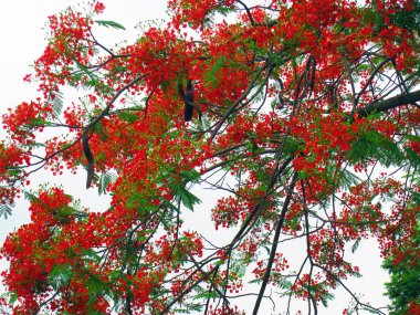 Flowers on poinciana tree clipart