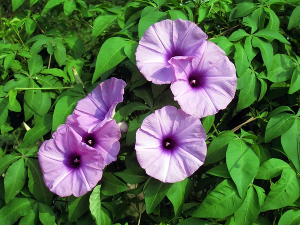 Purple bindweed flowers — Stock Photo, Image