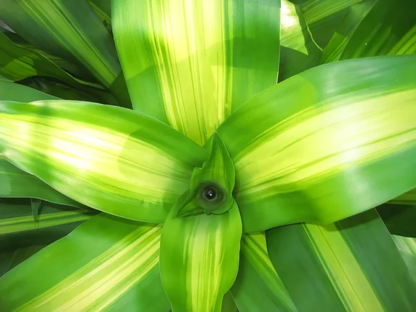 Świeże i zielone liście — Zdjęcie stockowe