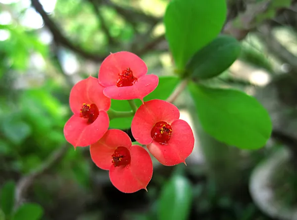 Red cactus flower — Stock Photo, Image
