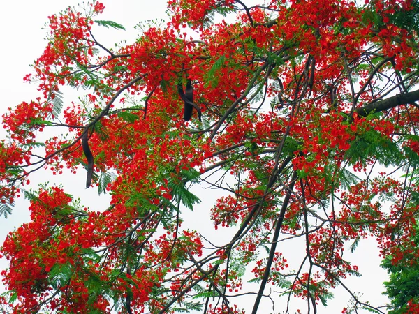 Flowers on poinciana tree — Stock Photo, Image