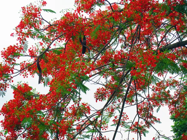 stock image Flowers on poinciana tree