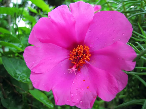 Fiori rosa fioriscono — Foto Stock