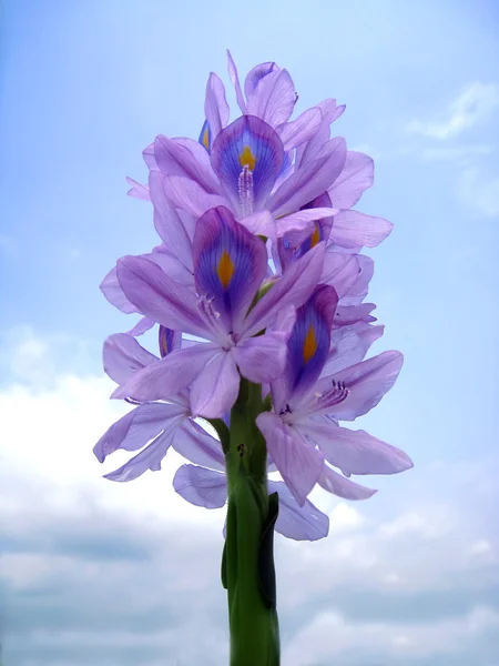 Hyacint op blauwe hemel — Stockfoto