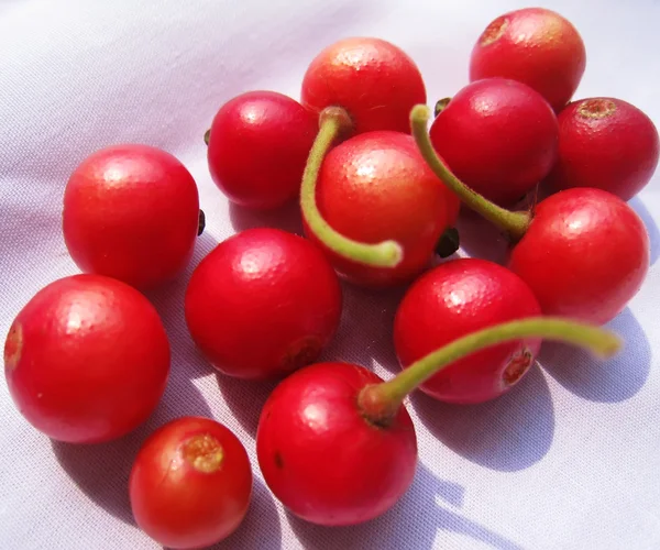Muntingia fruits — Stock Photo, Image