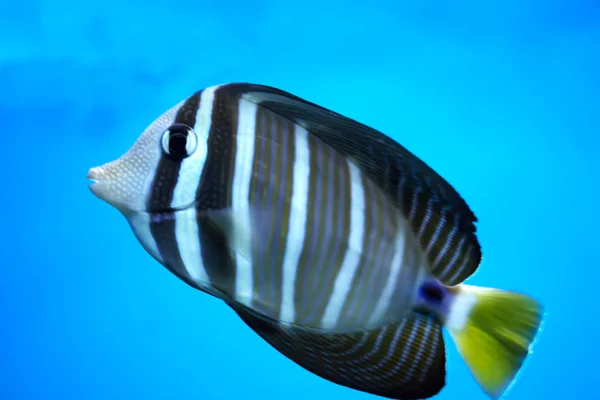 Fisk i akvariet — Stockfoto