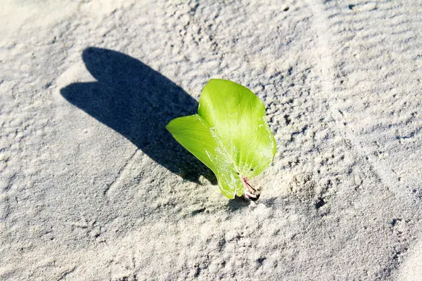 stock image Plants growing on sand