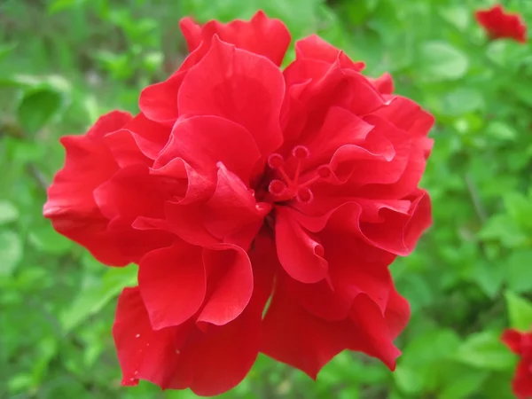 Um Hibisco Vermelho — Fotografia de Stock
