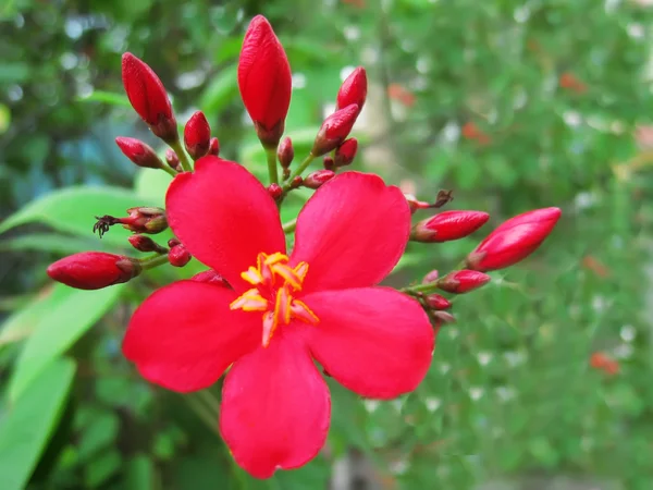 Κόκκινα άνθη — Φωτογραφία Αρχείου