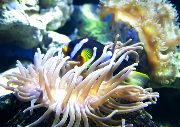 Μια anemonefish στο πολύχρωμο ανεμώνη — Φωτογραφία Αρχείου