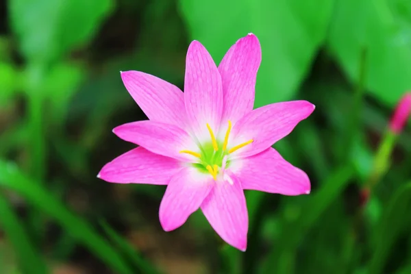Schöne rosa Blume im Garten — Stockfoto
