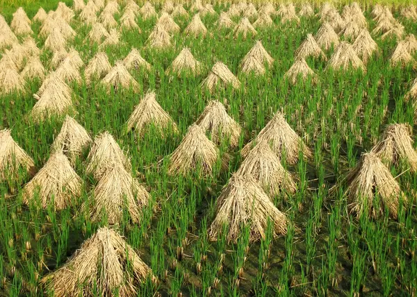 Straw in field after the harvest — Stock Photo, Image