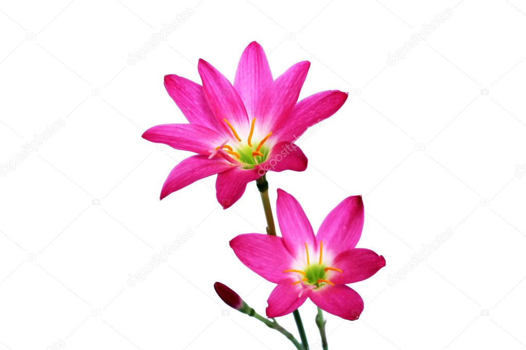 Three pink flowers isolated on white