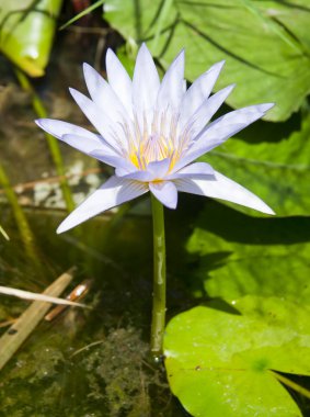 Lotus çiçeği.