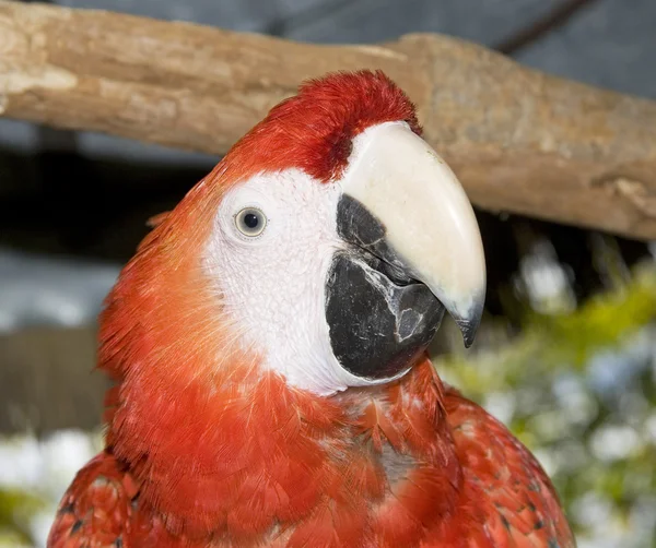 Red parrot — Stock Photo, Image