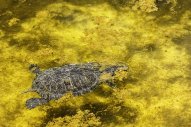 Hayvanat bahçesinde suda turtle