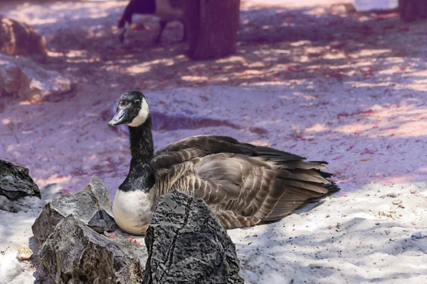 Black duck gölgede