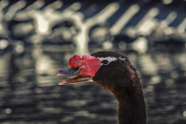Head of a duck — Stock Photo, Image