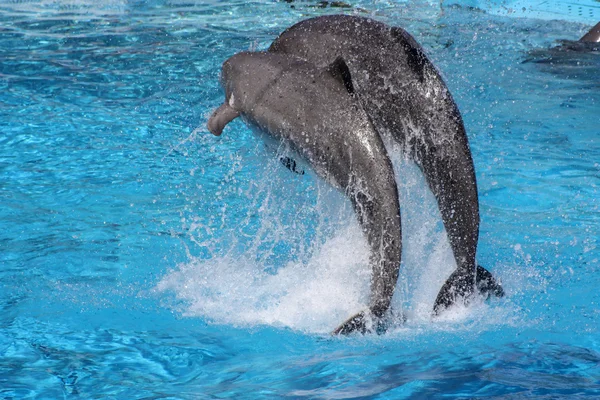 stock image Pair of dolphins