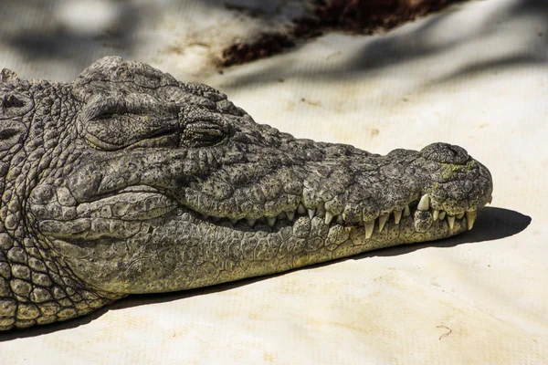 Tête de crocodile — Photo