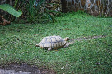 Turtle in the garden clipart