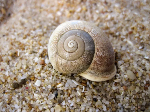 stock image Snail on the beach