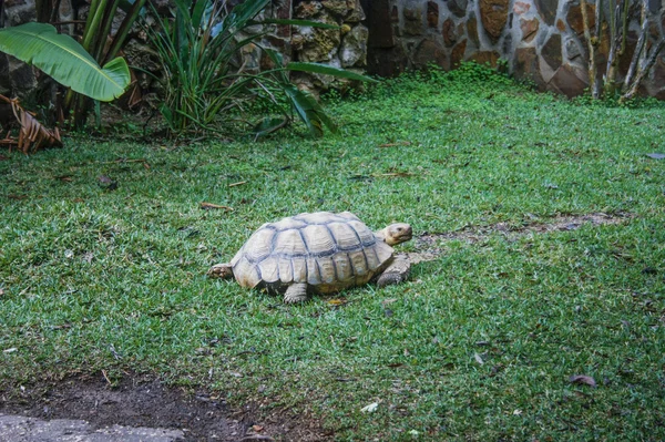 Želva na zahradě — Stock fotografie