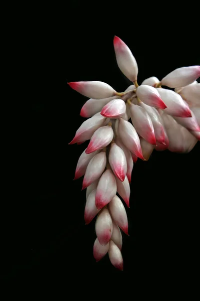 stock image Shell Ginger plant