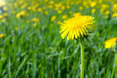 Yellow dandelions clipart