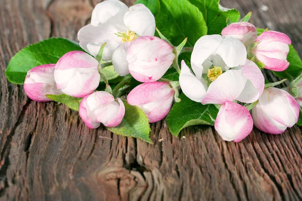 Apfelblüten Nahaufnahme — Stockfoto