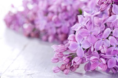 Lilacs in closeup clipart