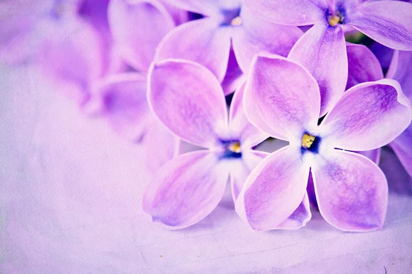Сирень на фиолетовом фоне — стоковое фото
