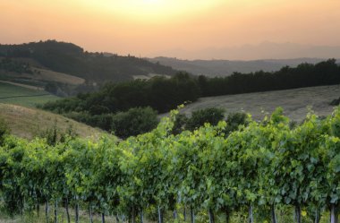 Italian Chianti wine grapes at sunset landscape clipart