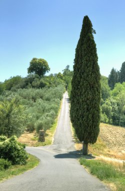 yokuş yukarı bir yol yanındaki uzun boylu cypress