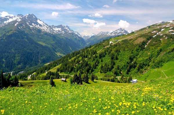 Alpina berg och blommor i Österrike — Stockfoto