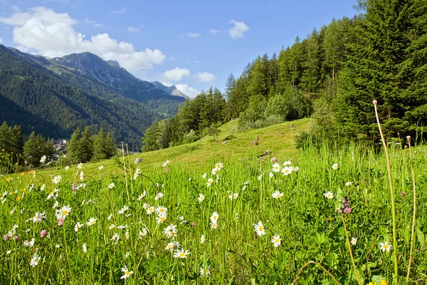 Alpine mountains in summertime — Stock Photo, Image