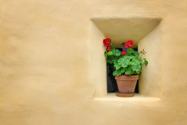 Çiçeklerin yanında sarı bir duvar — Stok fotoğraf