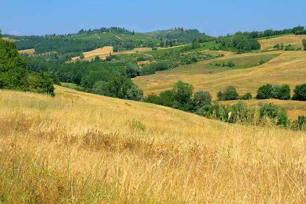 Champs de Toscane doré avec un ciel bleu — Photo